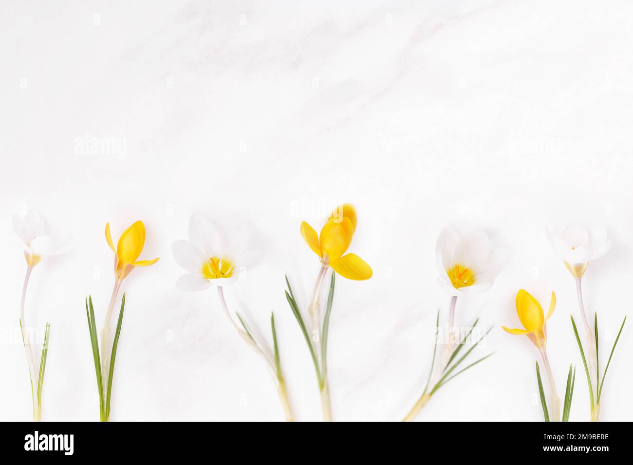 Flowers composition. Yellow and white flowers crocus on white marble background. Spring, easter concept. Flat lay, Stock Photo