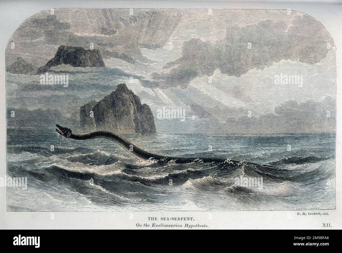 Naturalist Philip Henry Gosse suggests that the reports of 'sea serpents' could relate to an Enaliosaur, a supposedly extinct sea creature Stock Photo