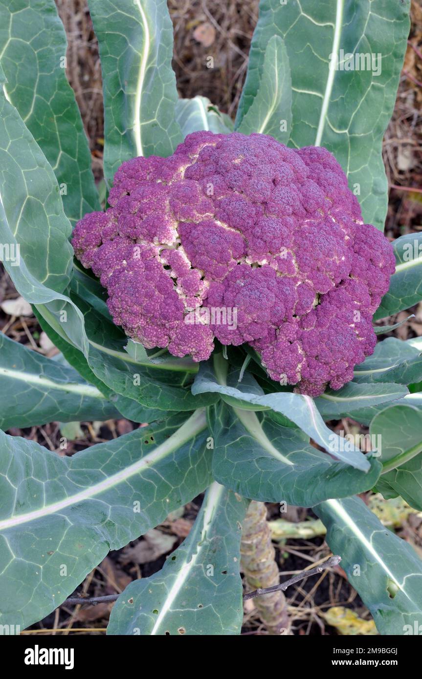 close-up of ripe violet  cauliflower in the vegetable garden Stock Photo