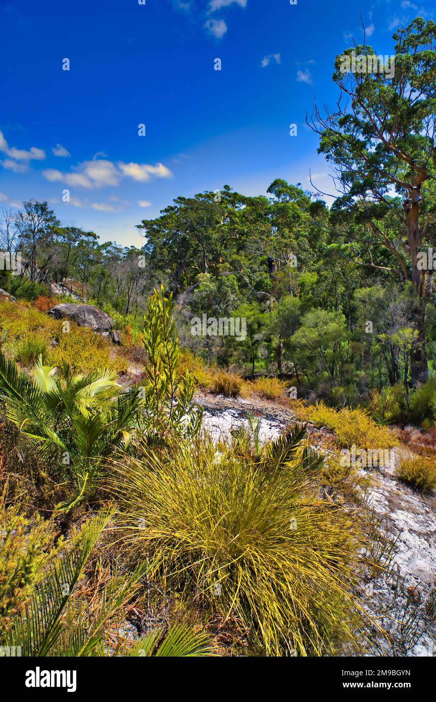 Landscape with trees and low vegetation on the slopes of Mount Chudalup