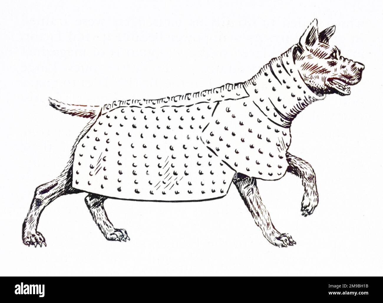 A dog in armour, to protect it against the slings and arrows of human