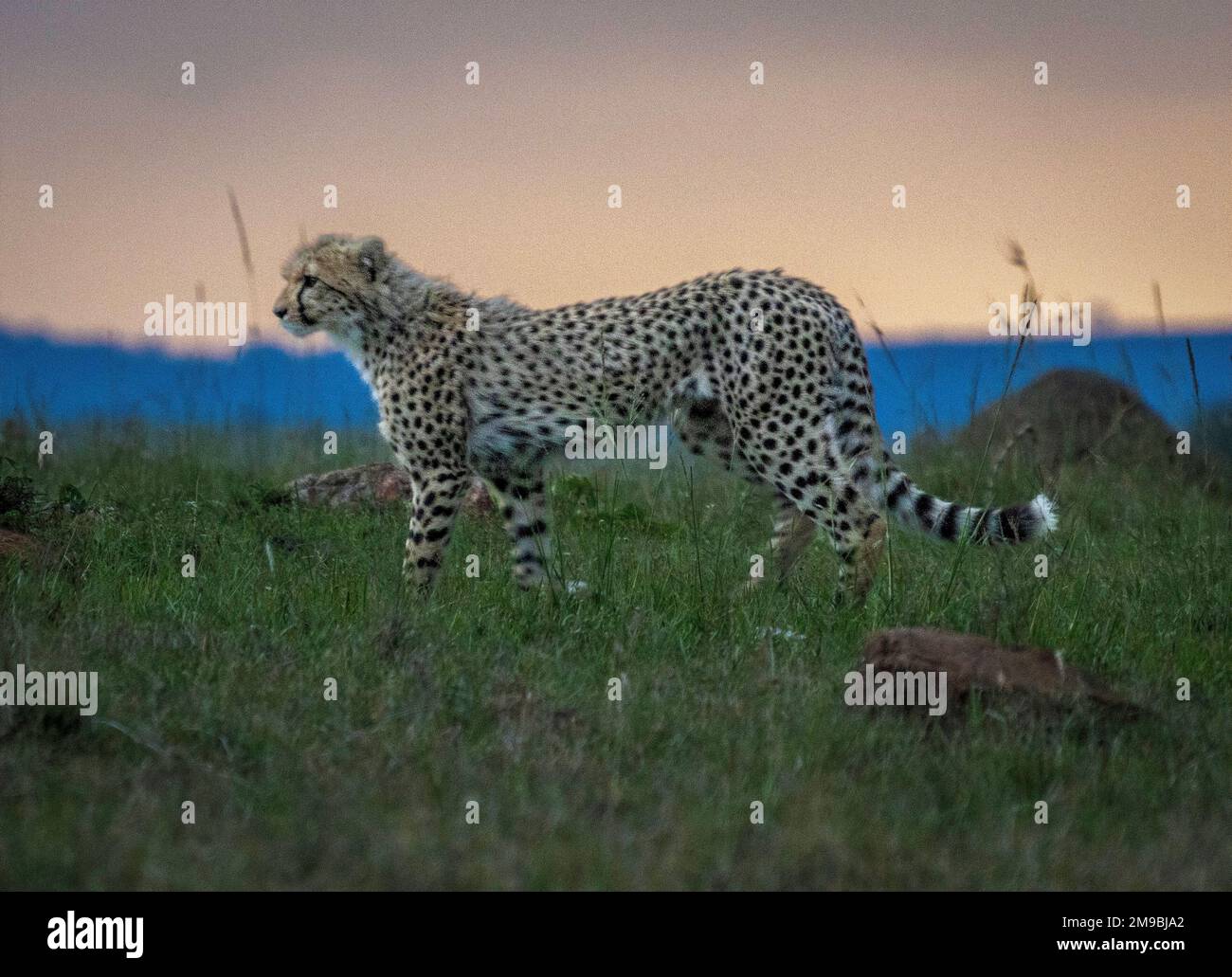 cheetahs (Acinonyx jubatus), Masai Mara, Kenya, Africa Stock Photo