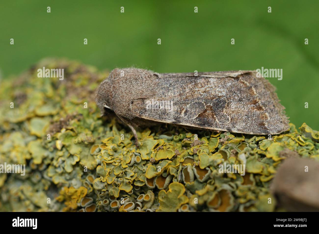 Detailed natural closeup on a the brown colored Clouded Drab owlet moth, Orthosia incerta Stock Photo