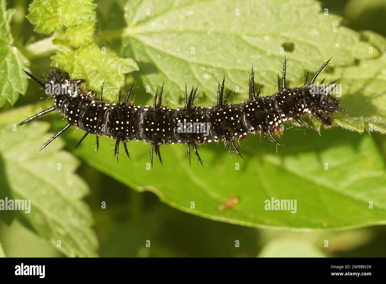 Natural the black caterpillar of the Peacock butterfly, Aglais io feeding on nettle in the garden Stock Photo - Alamy