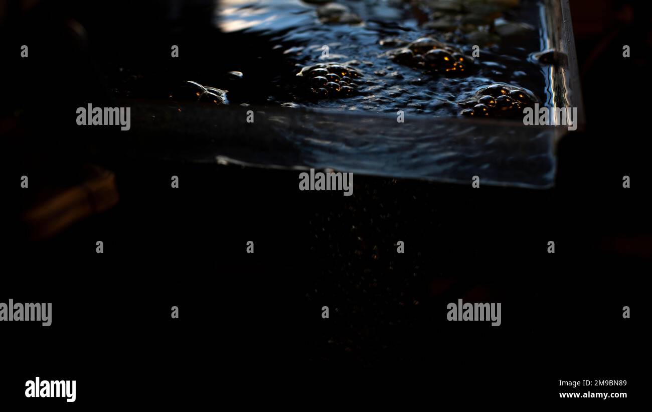 Water in aquarium. Aquarium in room. Bubbles on surface of water. Fish