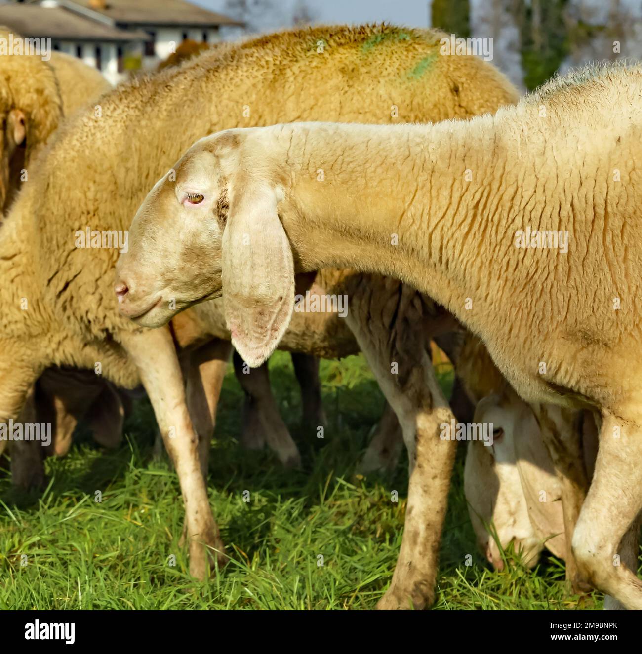 many white sheep in a sheep flock Stock Photo