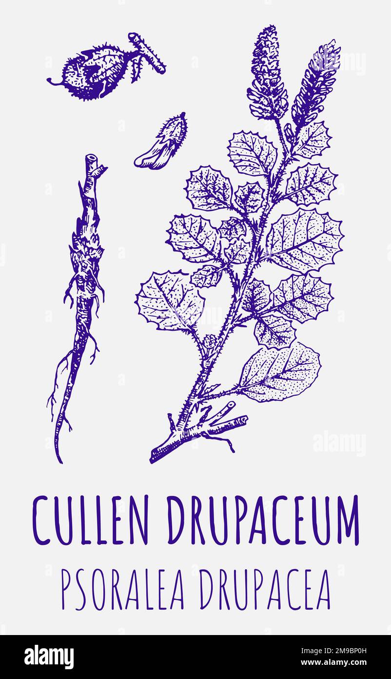 Vector drawings of PSORALEA DRUPACEA. Hand drawn illustration. Latin name Psoralea L. Stock Photo