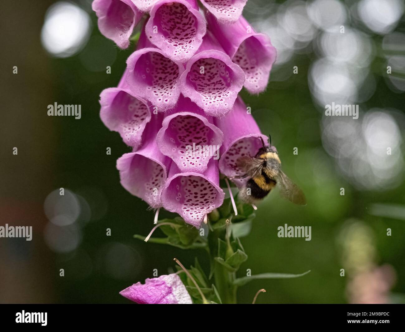 Foxbee Insect red foxglove close-up nature bumblebee insects summer thuringia flower ...