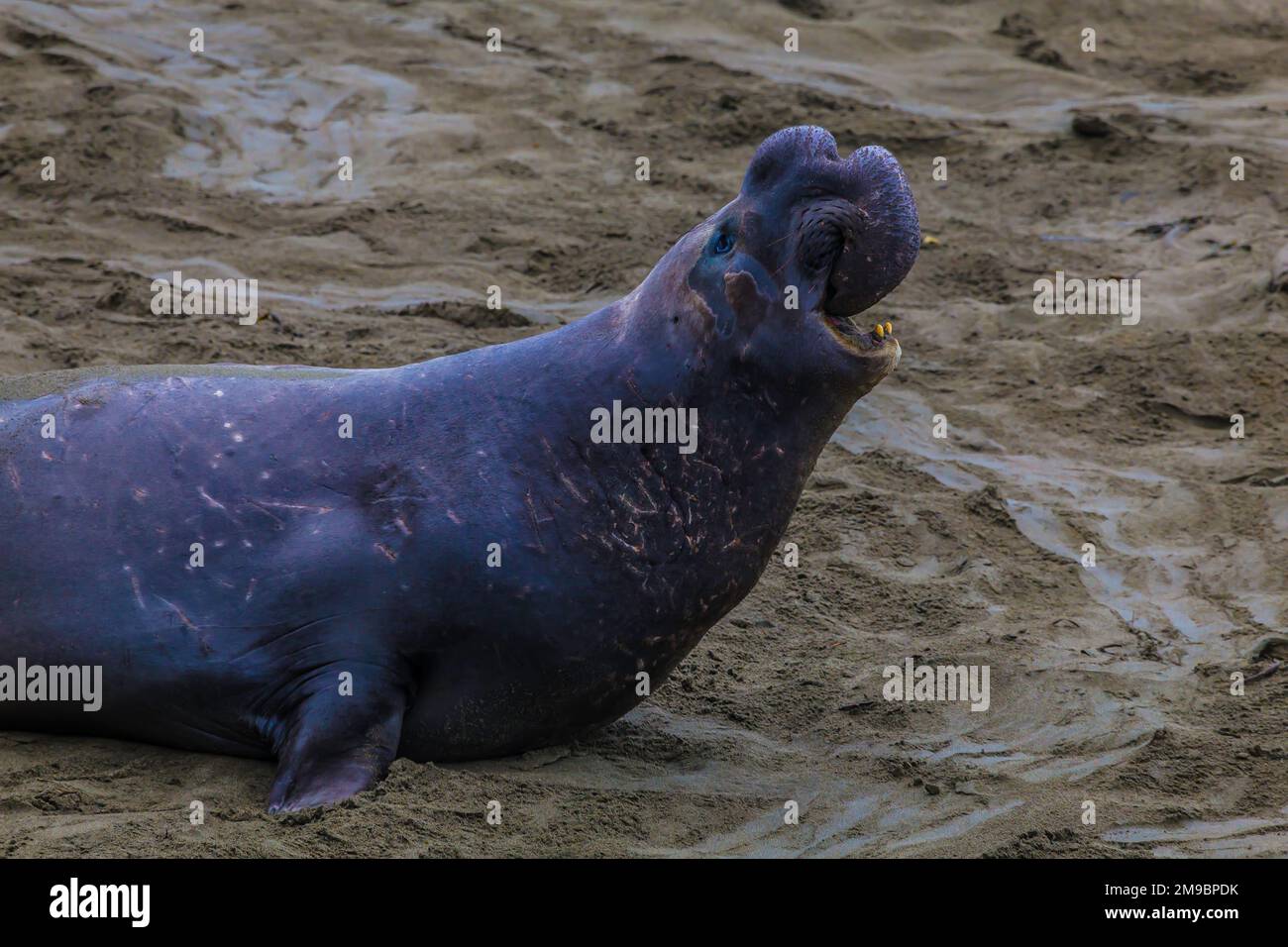 Large Male Elephant Seal. Elephant Seals Near Cambria California. Off