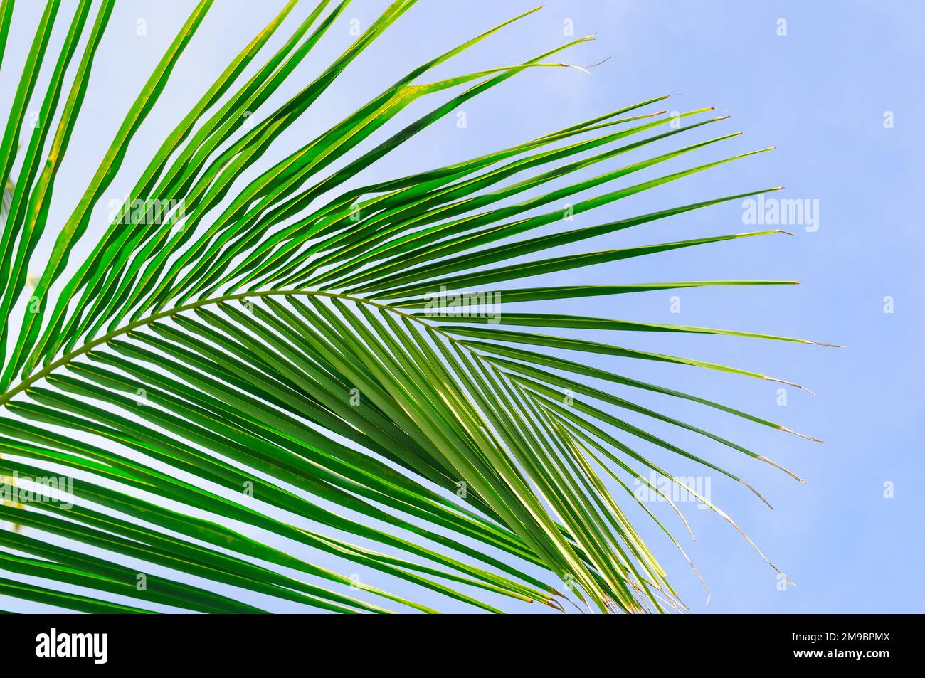 Background of palm leaves and blue sky Stock Photo - Alamy