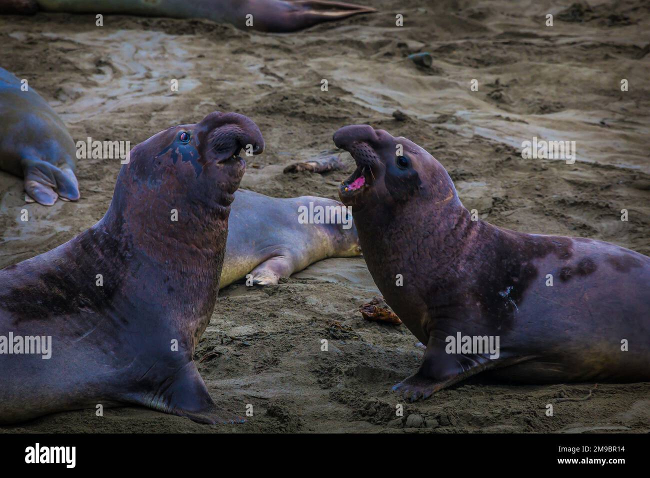 Large male elephant seals elephant seals near cambria californi hires