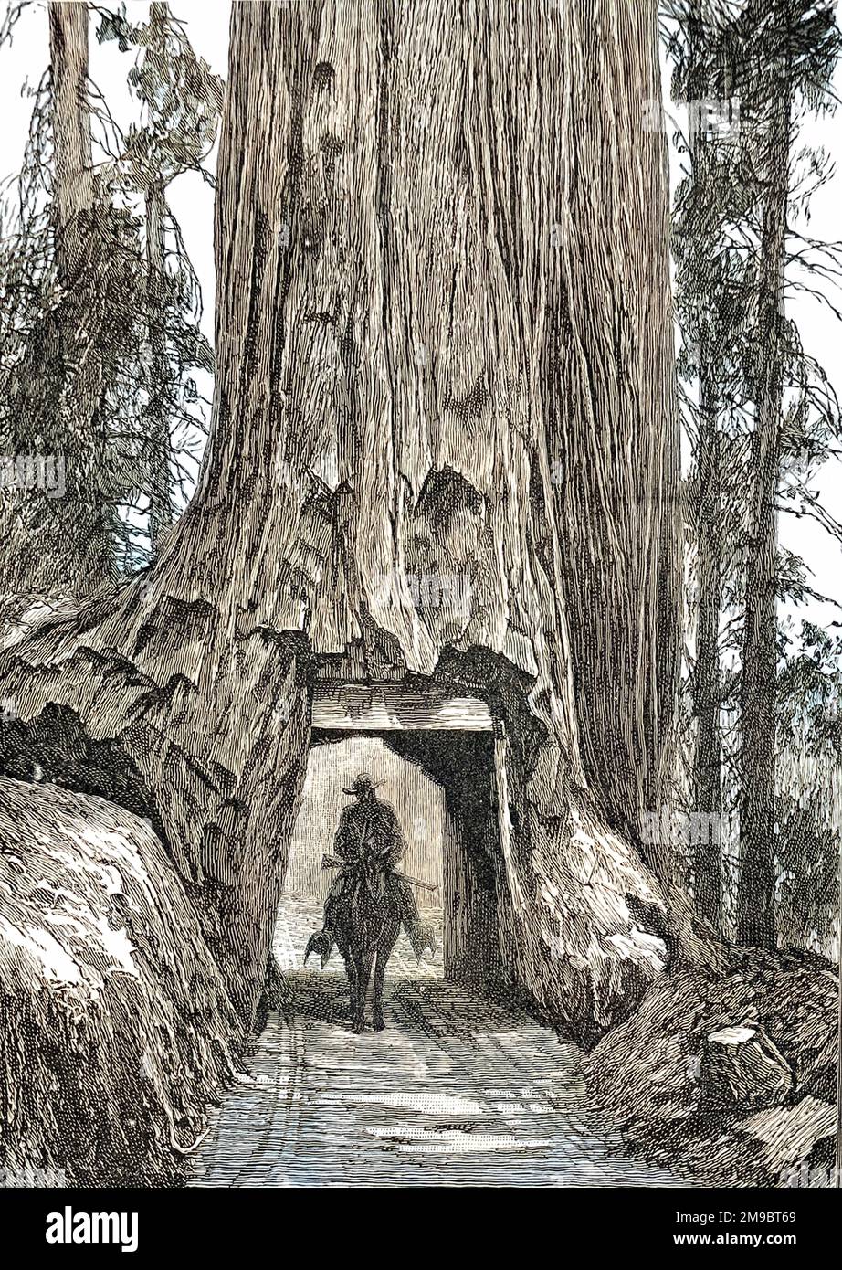 A cowboy and horse pass through a tunnel in a giant redwood tree ...