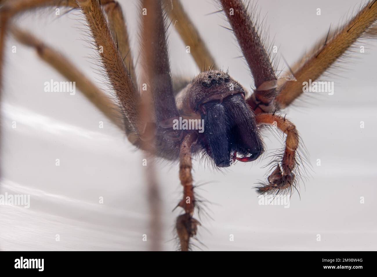 Macro photo of a Eratigena atrica also known as Giant house spider Stock Photo