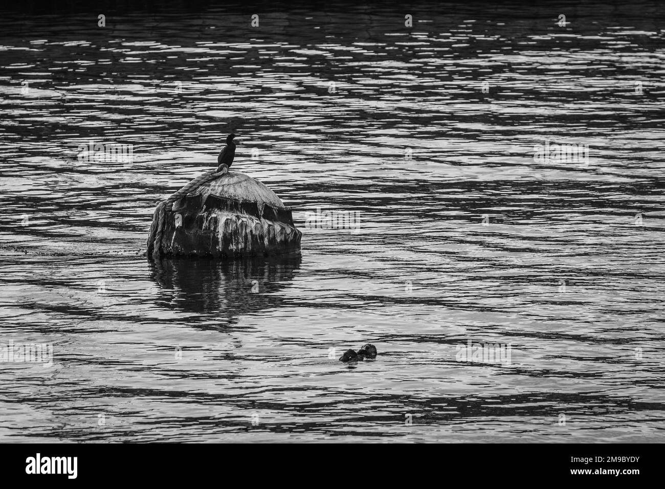 A grayscale of a bird resting on a buoy next to a sea otter floating on water's surface Stock Photo