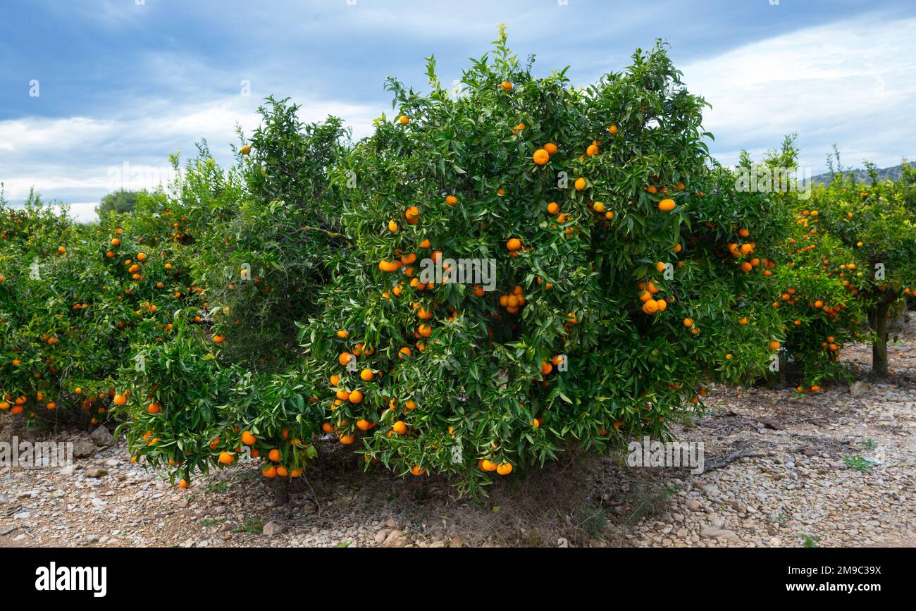 Tangerines trees with ripe fruits Stock Photo Alamy