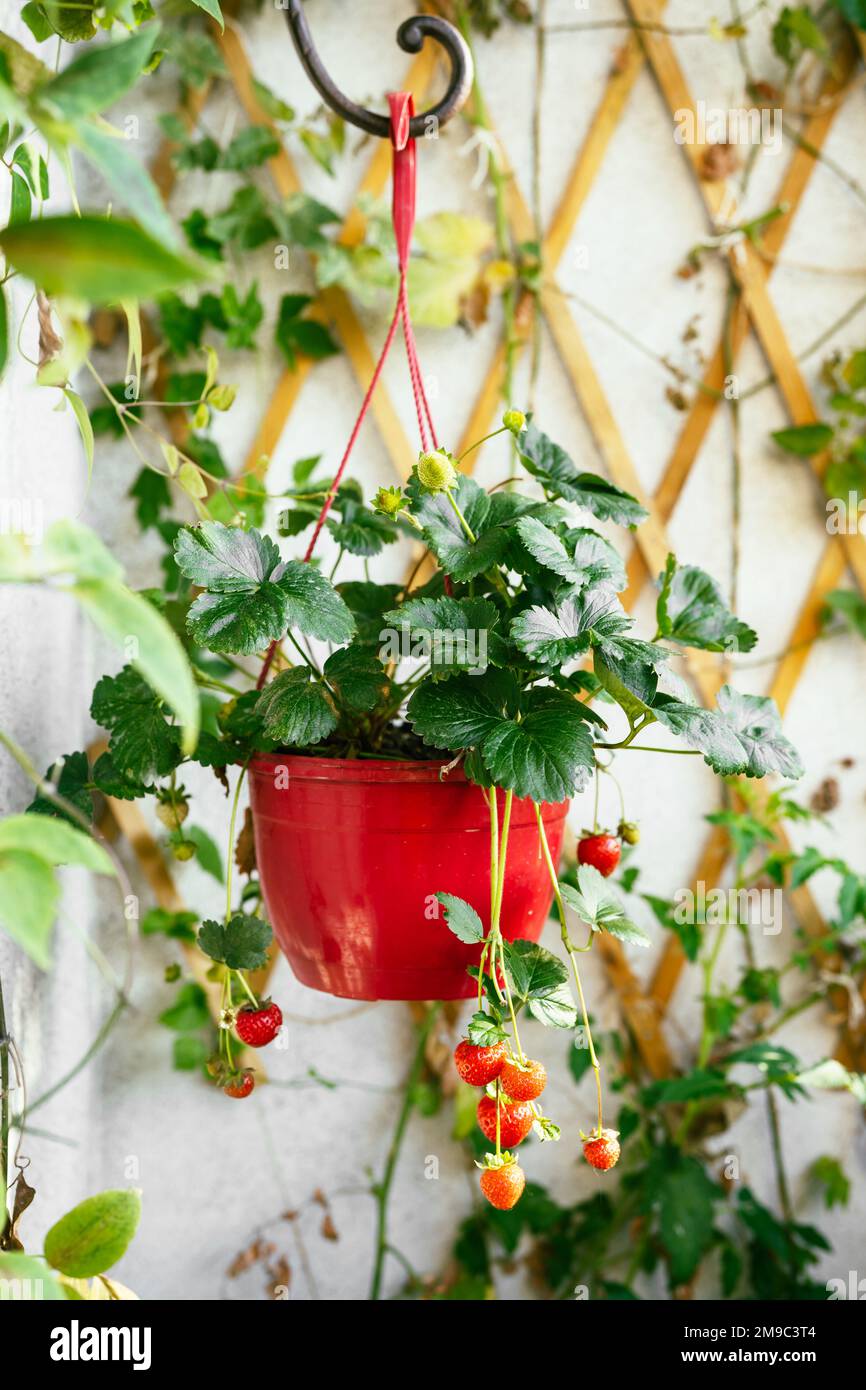Strawberries growing on balcony at home Stock Photo Alamy