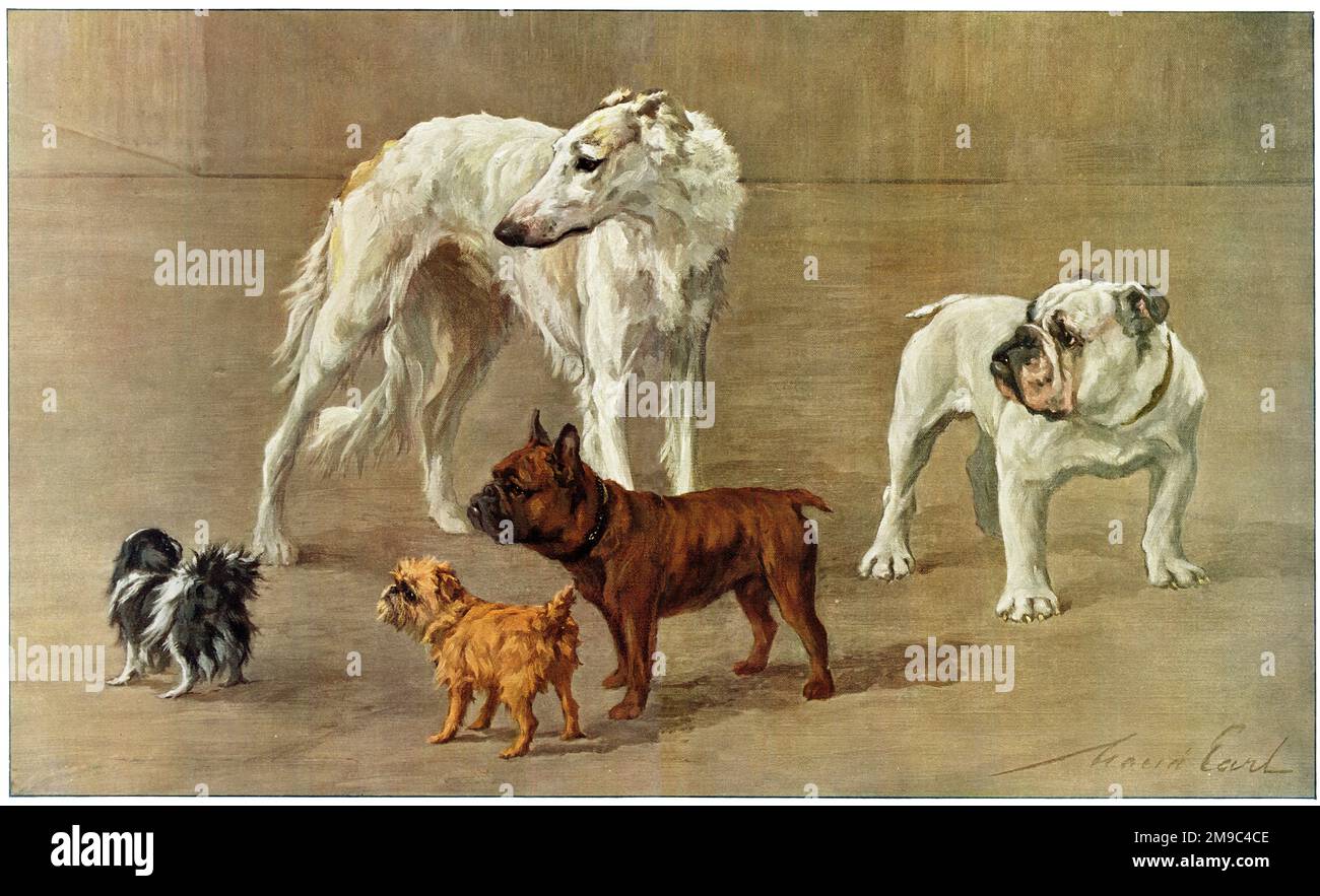 The Allies - five breeds of dog - Japanese Spaniel, Belgian Griffon, Russian Borzoi, French Bulldog, and British Bulldog, by Maud Earl Stock Photo