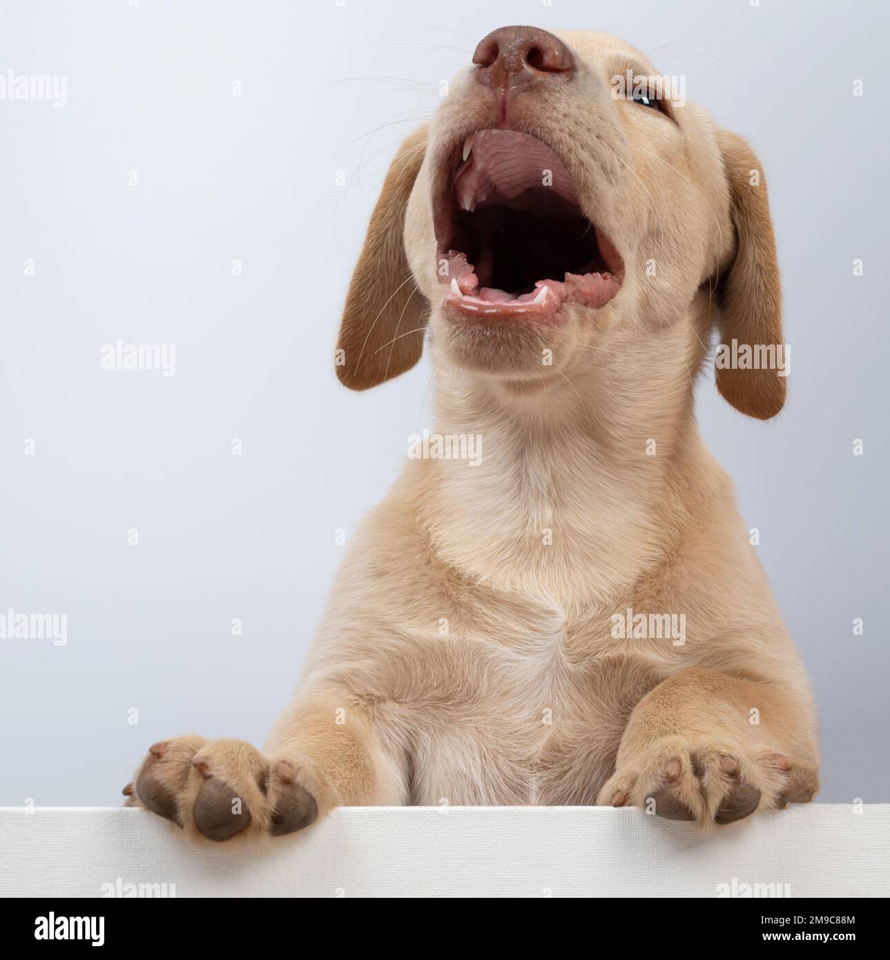 Loud playful labrador dog  isolated on white studio background Stock Photo