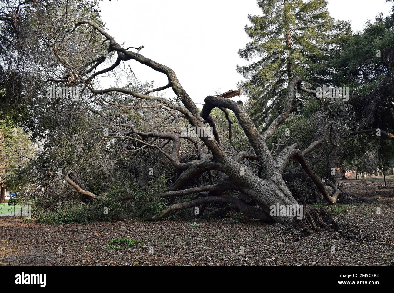 fallen tree in Cann Park, Union City after strong rain storms in California,  January, 2023 Stock Photo