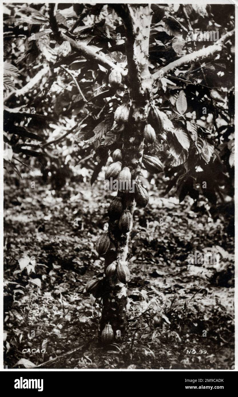 Ghana, West Africa Cocoa plant Stock Photo Alamy