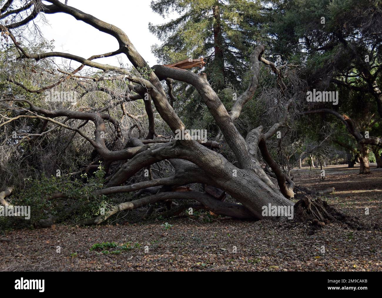 fallen tree in Cann Park, Union City after strong rain storms in California,  January, 2023 Stock Photo