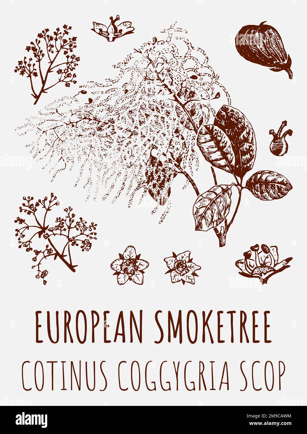 Drawings of EUROPEAN SMOKETREE. Hand drawn illustration. Latin name ...