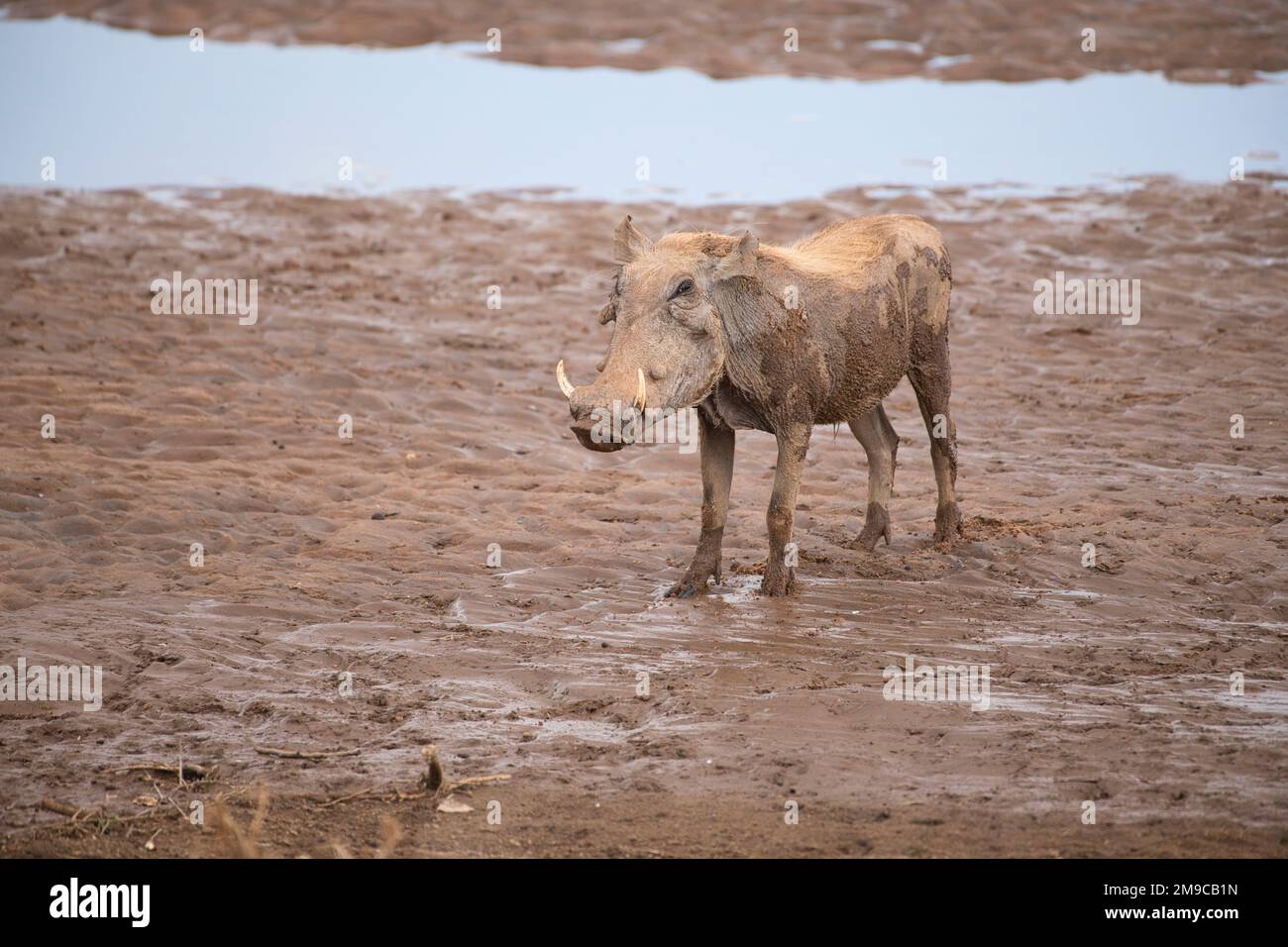 Warthog (Phacochoerus africanus) after a mud bath. Stock Photo