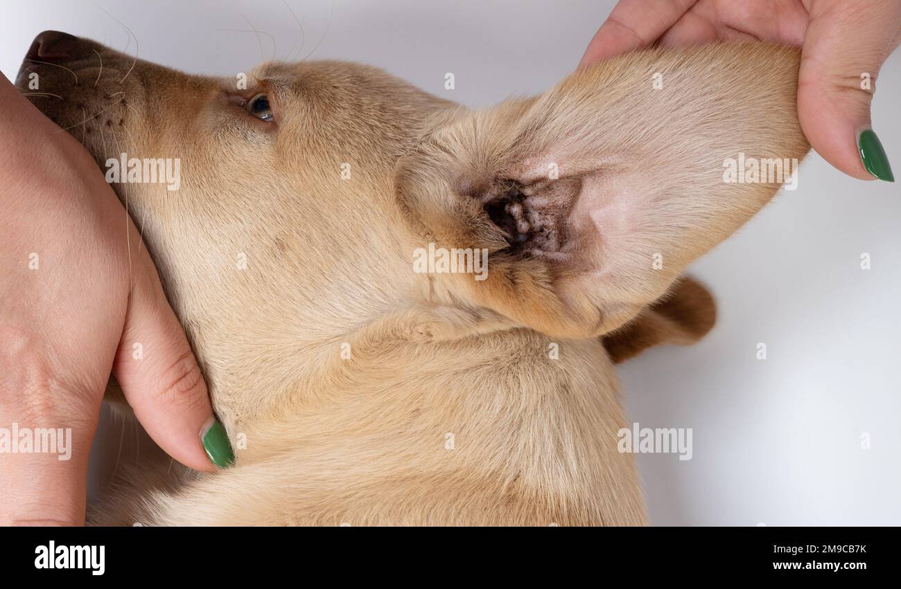 Checking dirty labrador puppy ear macro close up view Stock Photo Alamy