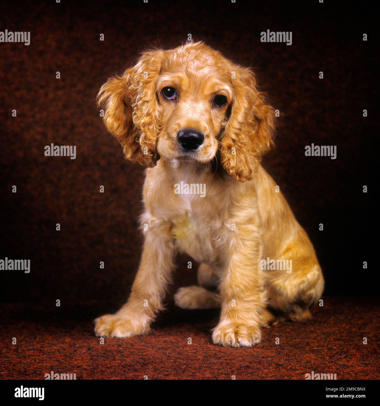 1990s A SAD FACED ORANGE ROAN COLORED COCKER SPANIEL PUPPY LOOKING AT CAMERA - kd5591 HFF002 HARS EYE CONTACT TEMPTATION MAMMALS CANINES CHOICE RECREATION MOOD POOCH CONCEPTUAL GLUM COLORED CANINE FACED GROWTH MAMMAL MISERABLE ROAN WISTFUL OLD FASHIONED Stock Photo