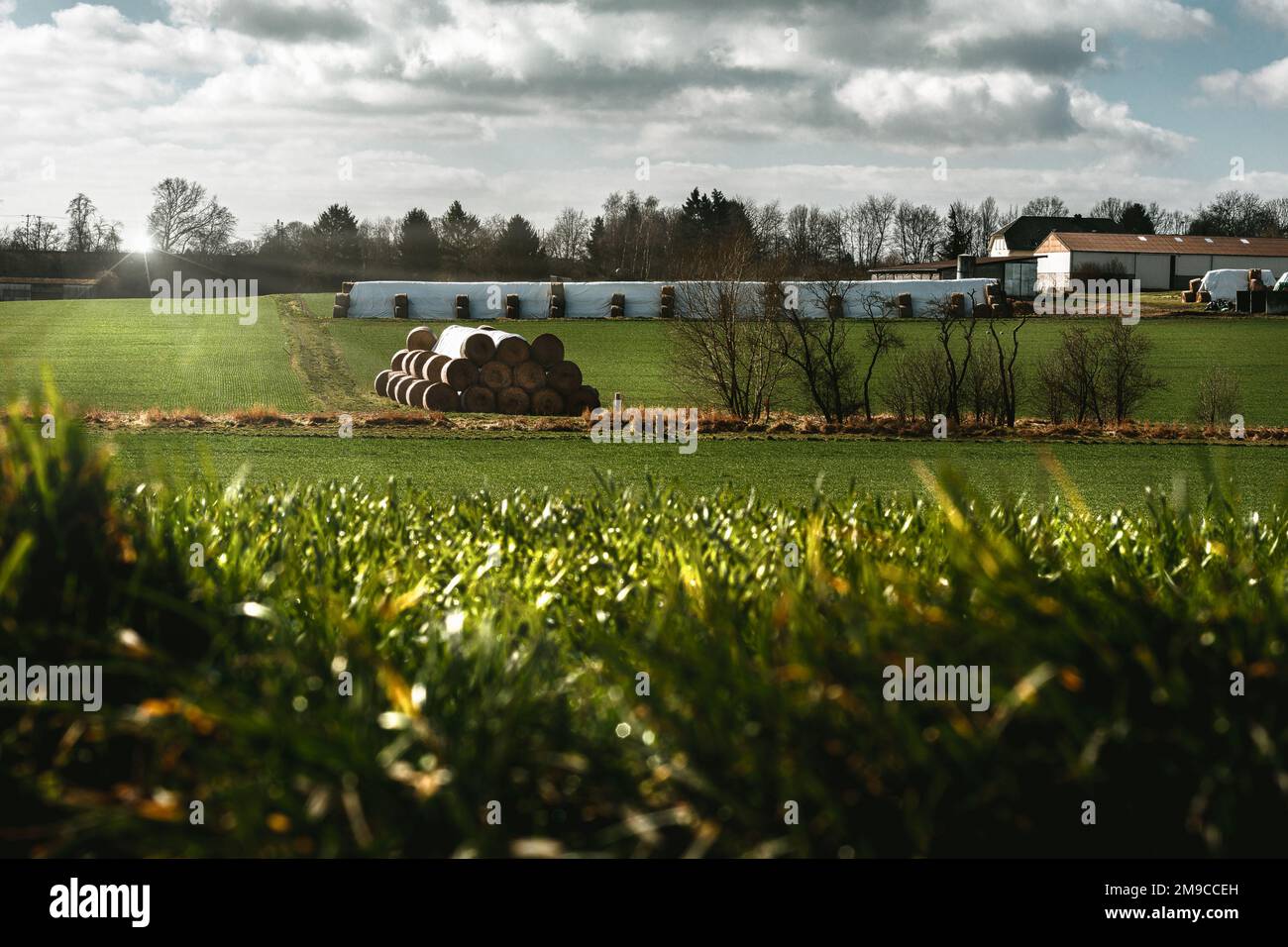landscape with green grass and hay bales in sunshine Stock Photo - Alamy
