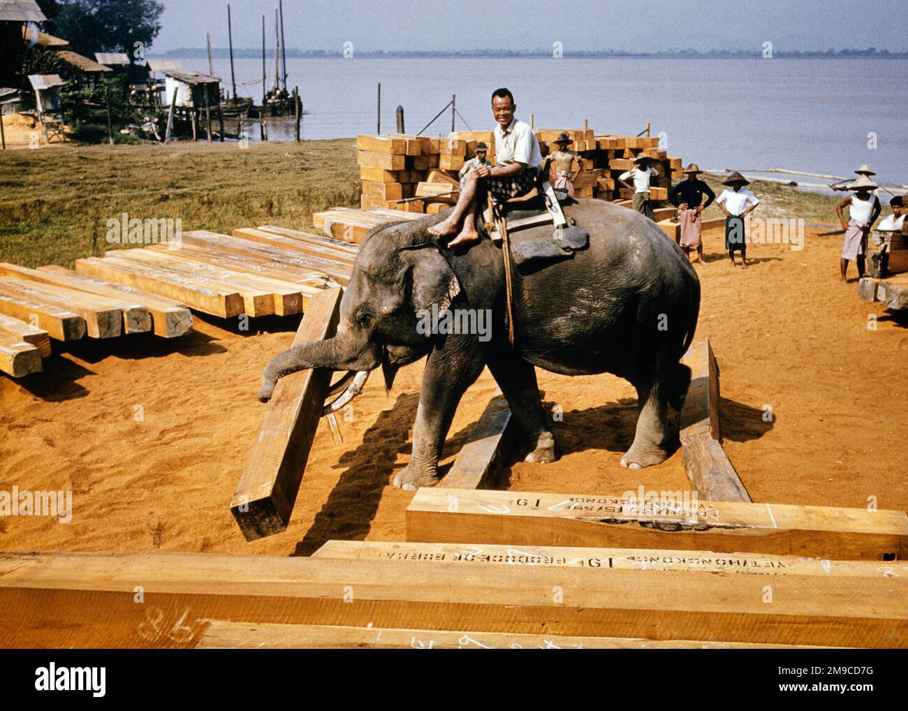 1960s MAN MAHOUT USING WORKING ASIAN ELEPHANT TO LIFT HEAVY WOOD