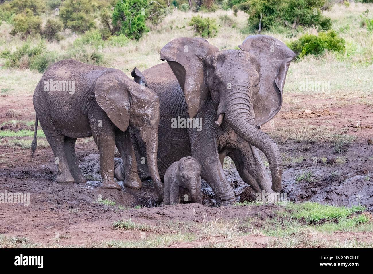 happy Group of African elephants playing and enjoying themselves at a muddy waterhole in the Kruger National Park, South Africa Stock Photo