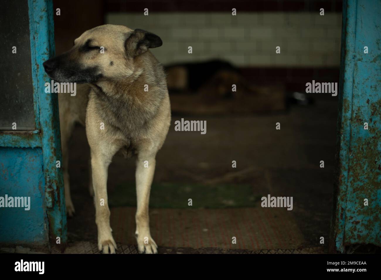 Dog guards entrance. Homeless dog in industrial area. Animal on street
