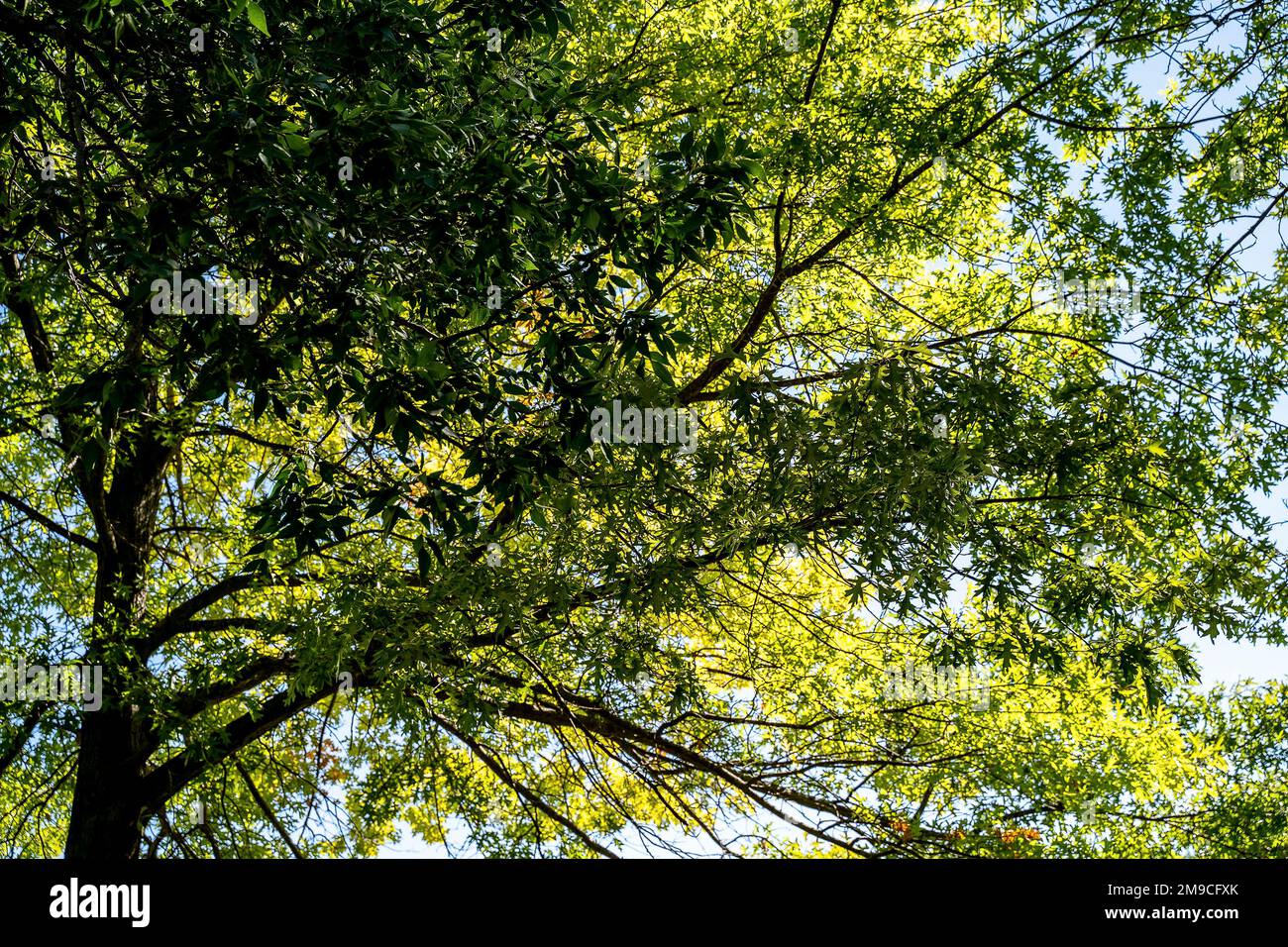 Sunlight Shining Through Large Tree in Summer Stock Photo