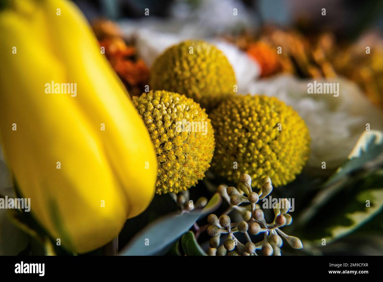 Bright Yellow Craspedia Drumstick Flower in Colorful Bouquet Stock Photo