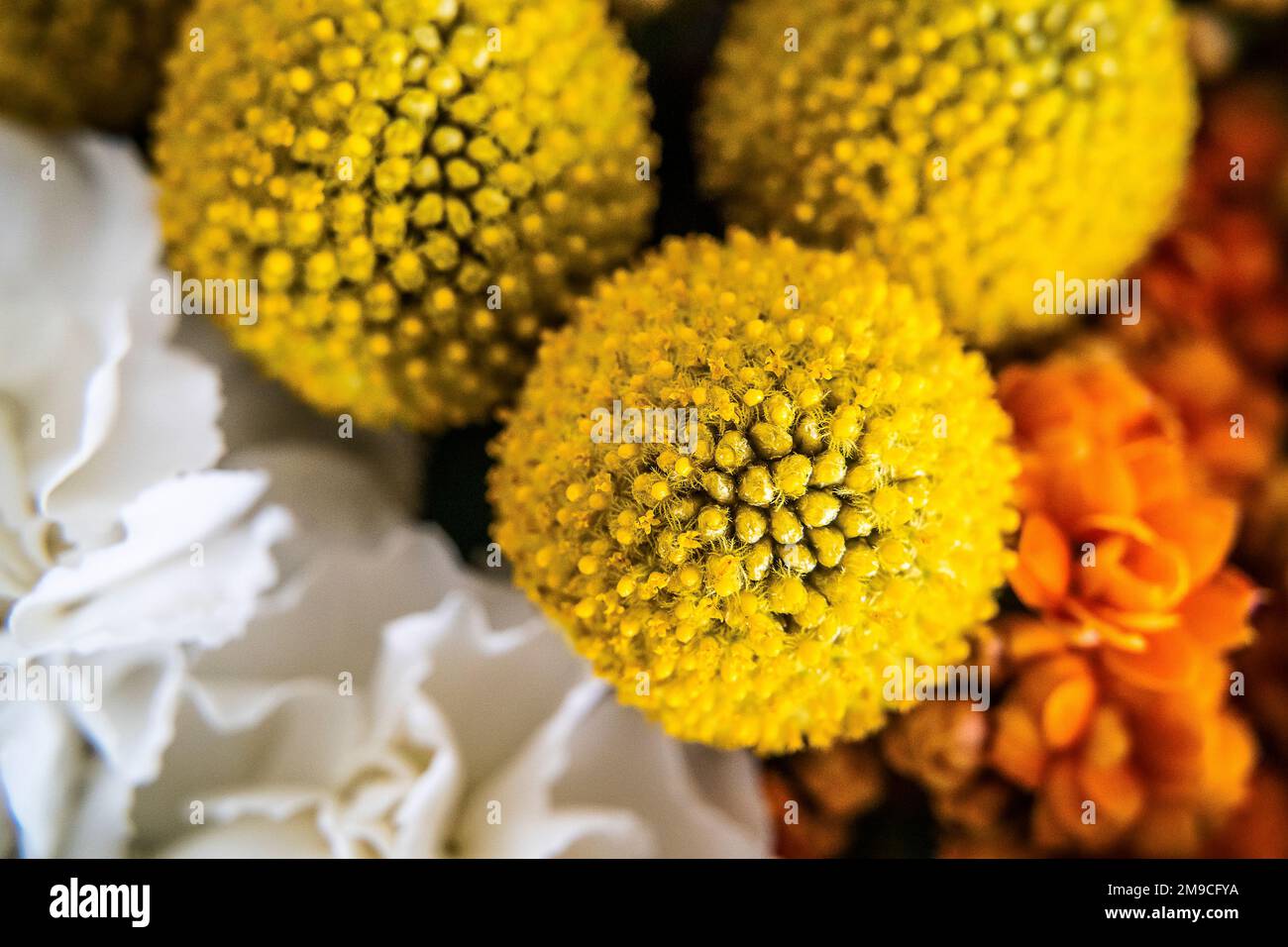 Bright Yellow Craspedia Drumstick Flowers in Warm Bouquet Stock Photo