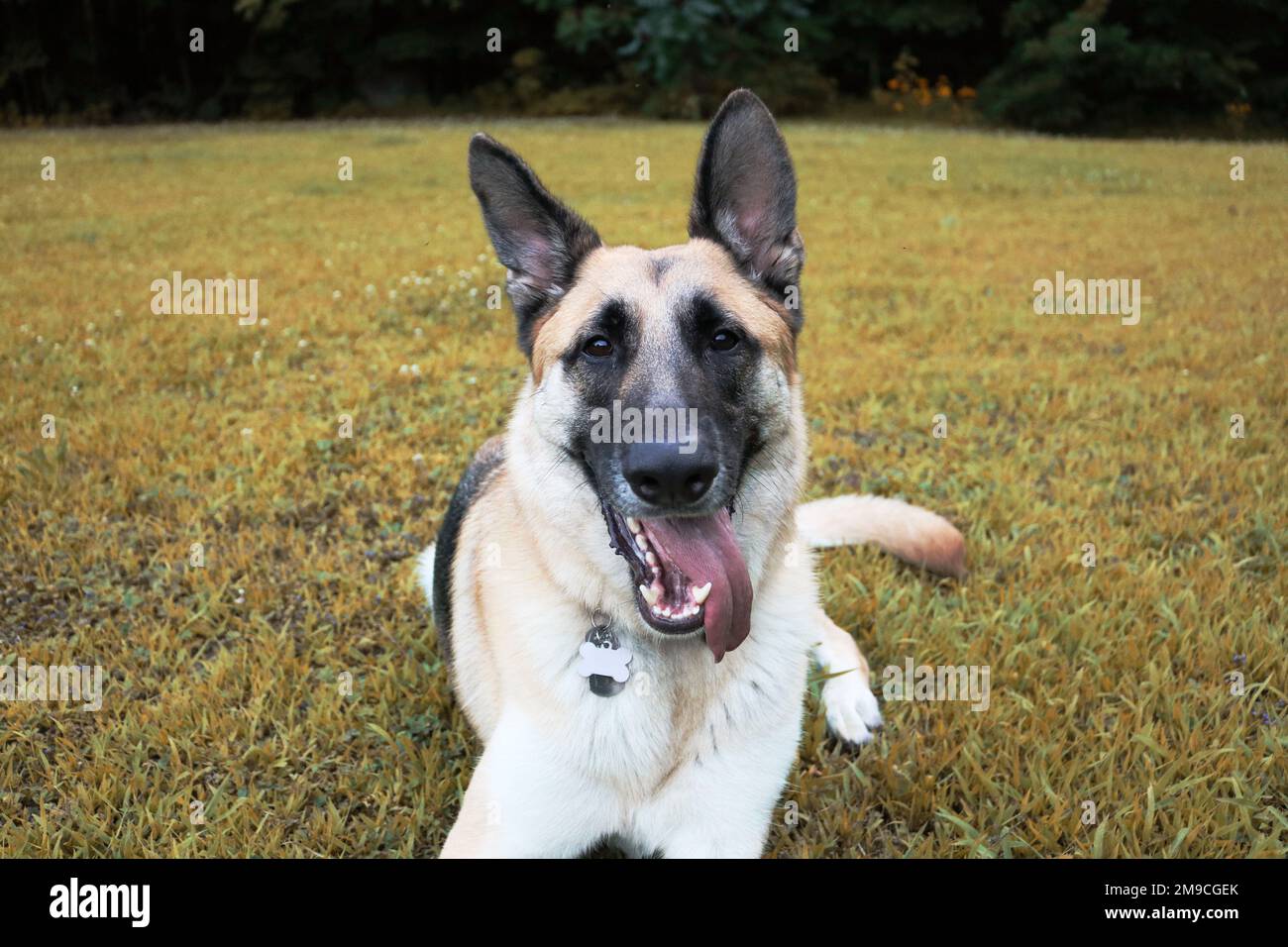 German Shepherd lays down in grassy backyard Stock Photo