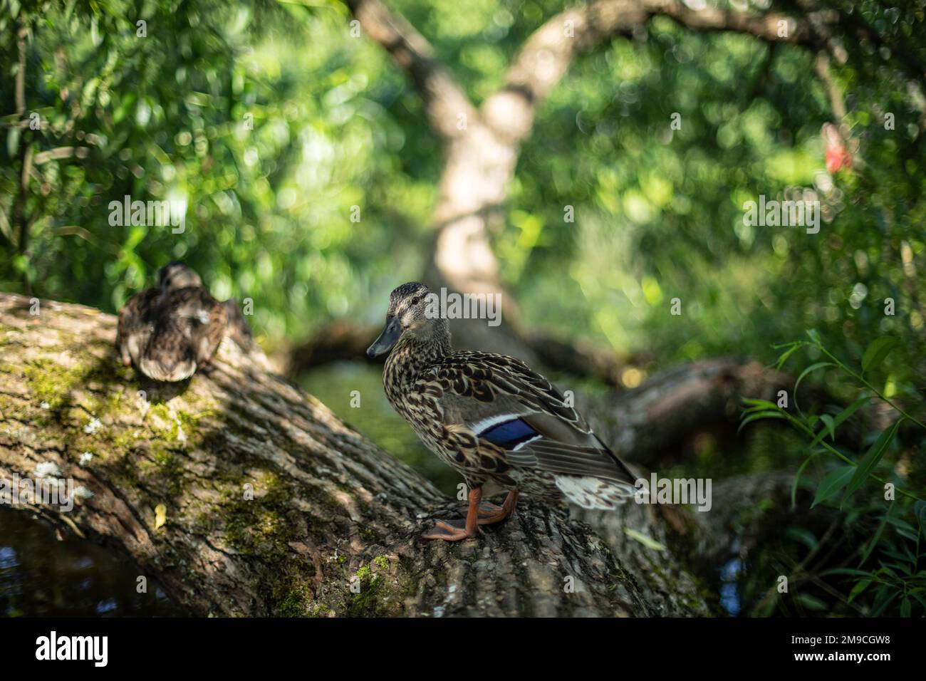 Duck on tree. Duck rests on trunk of tree. Bird in park. Stock Photo