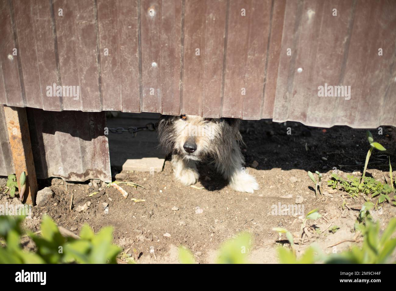 Angry dog under fence. Pet guards territory of house. Old dog Stock