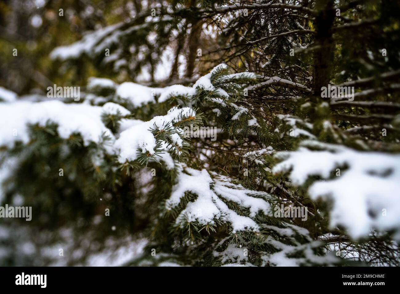 Close Up of Evergreen Tree Branch Covered in Snow Stock Photo