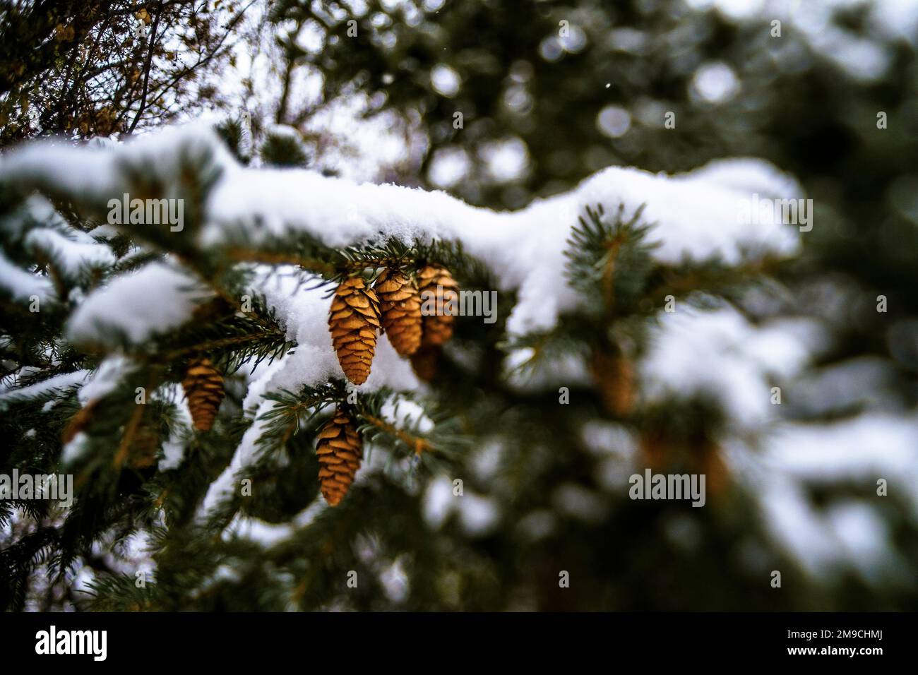 Pinecones in Snowy Evergreen Tree in Winter Stock Photo