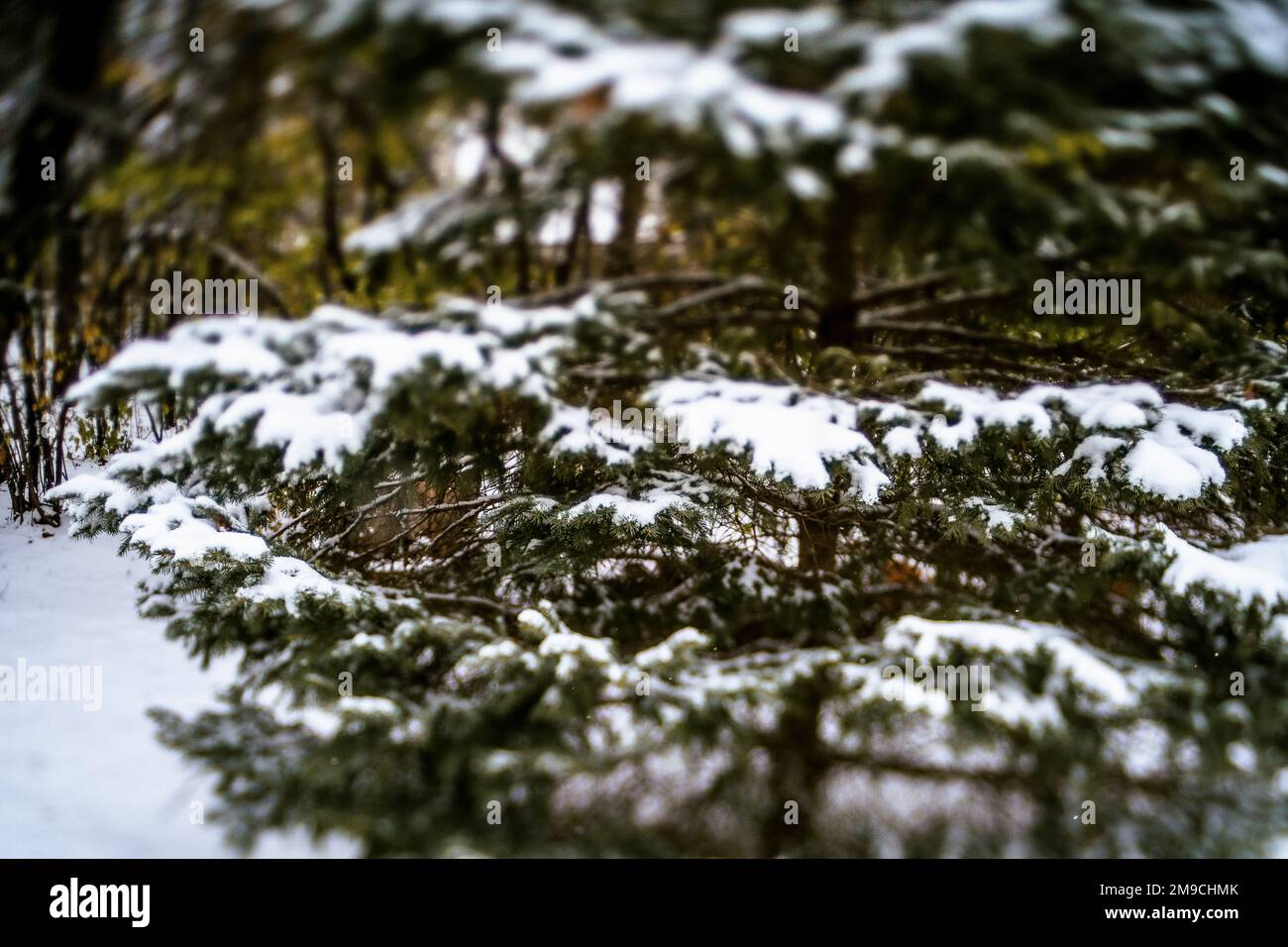 Snow Covered Evergreen Tree in Winter Forest Stock Photo