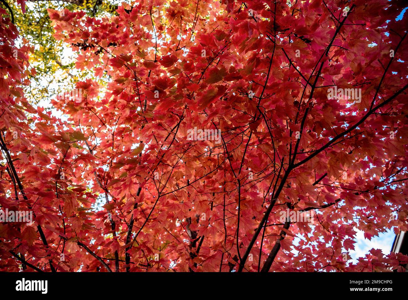 Tree Against Sunlight Tree with sunlight angle hi-res stock photography and images - Alamy