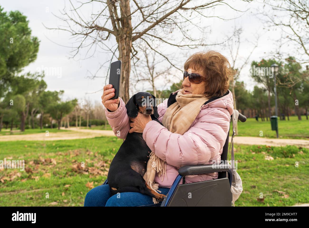 An elderly lady in a wheelchair dachshund Stock Photo