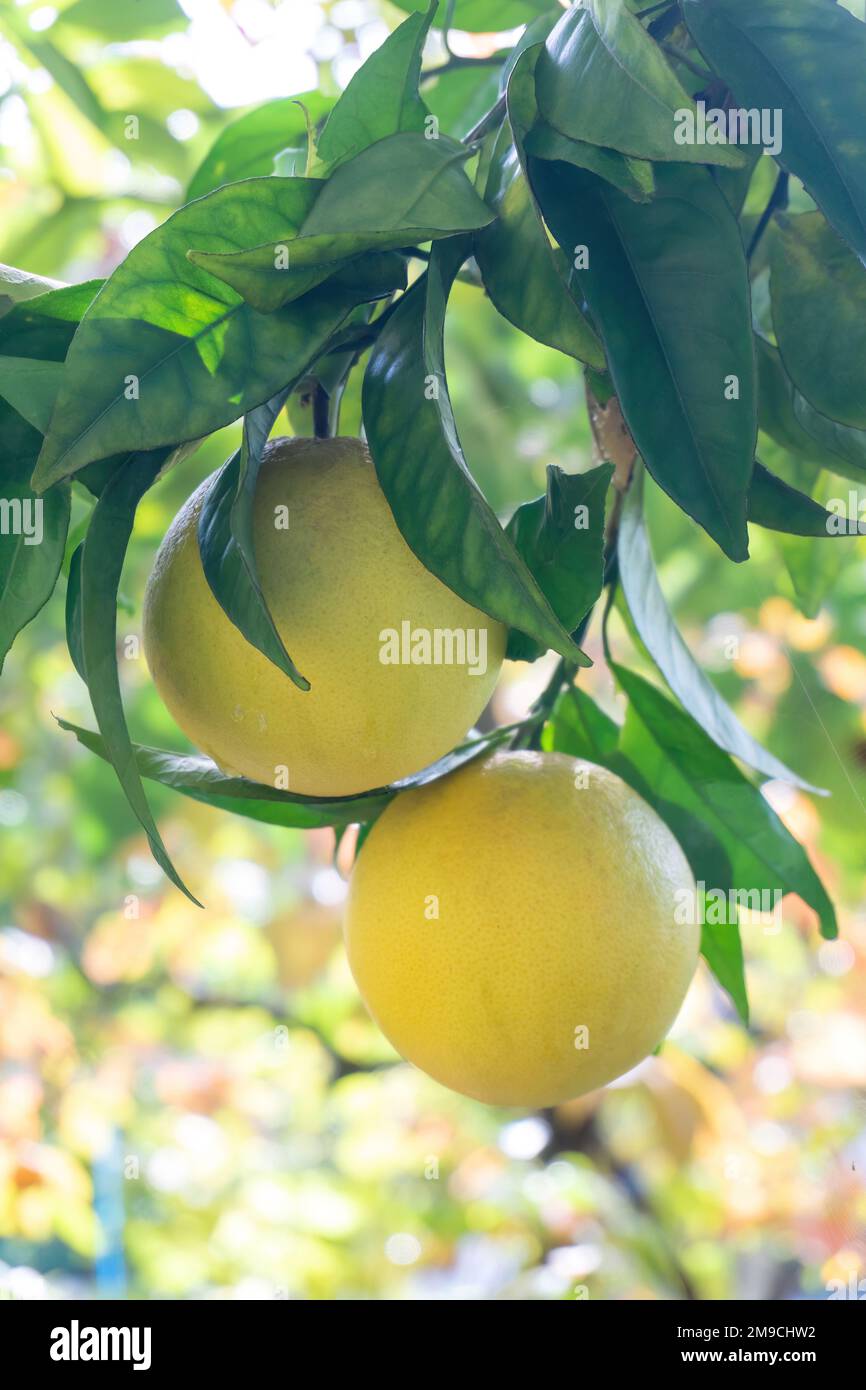 Oranges on a branch with green leaves Stock Photo