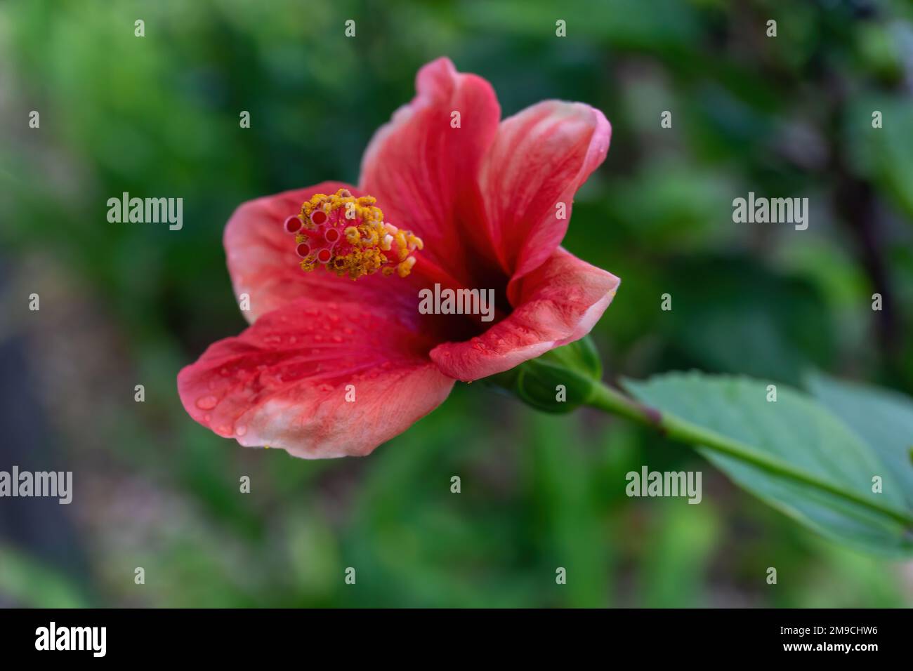 Delicate red-pink hibiscus flower on a bush Stock Photo