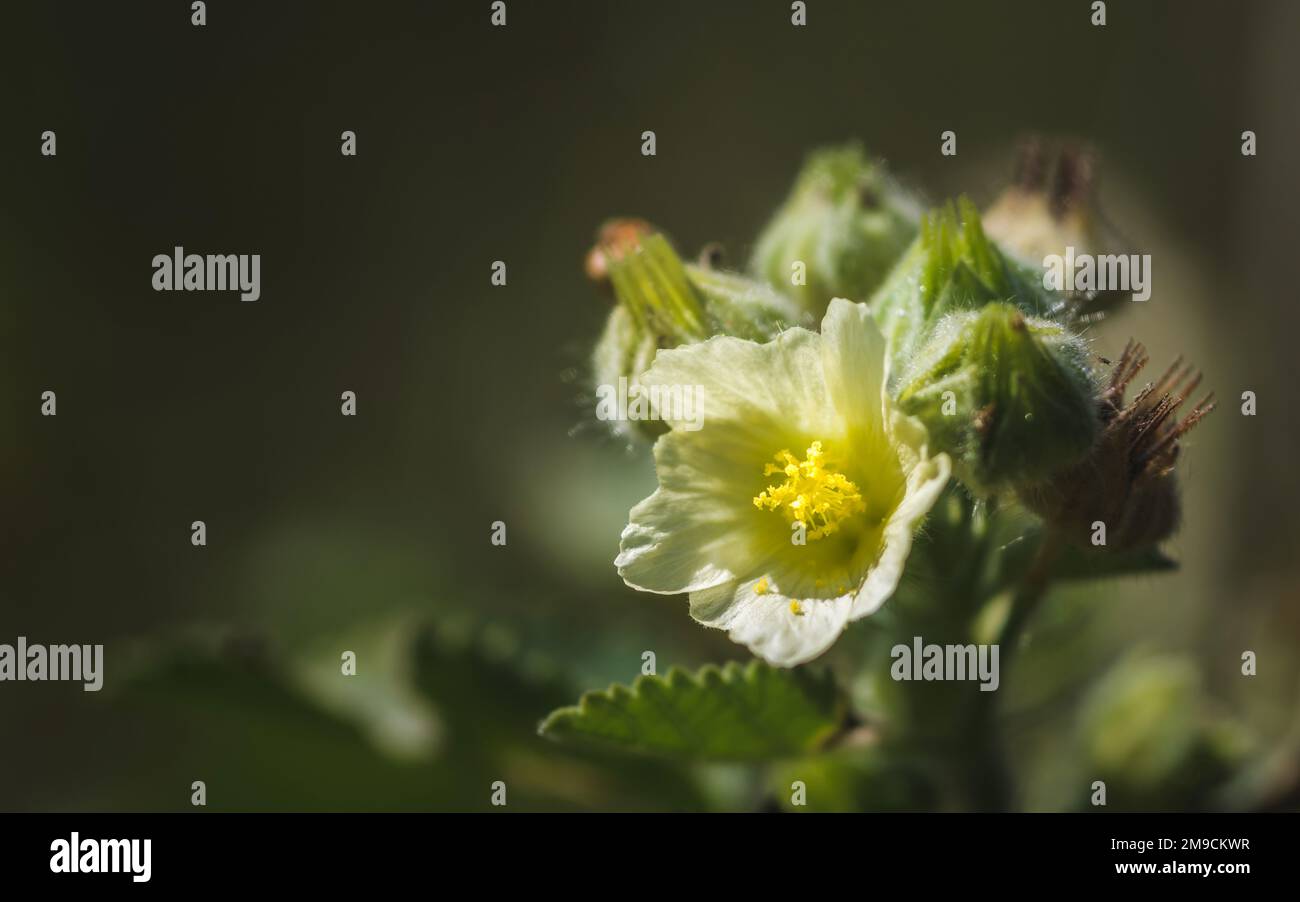 Beautiful white flowers and yellow pollen blooming and green leaves on nature background, Beautiful landscape with wild flowers. Stock Photo