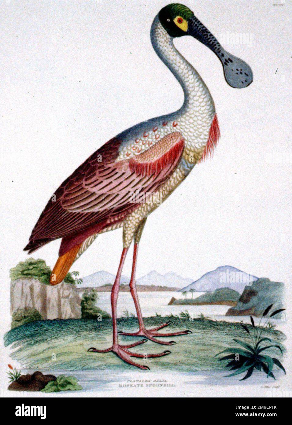 Illustrations Of The American Ornithology - Spoonbill Stock Photo - Alamy