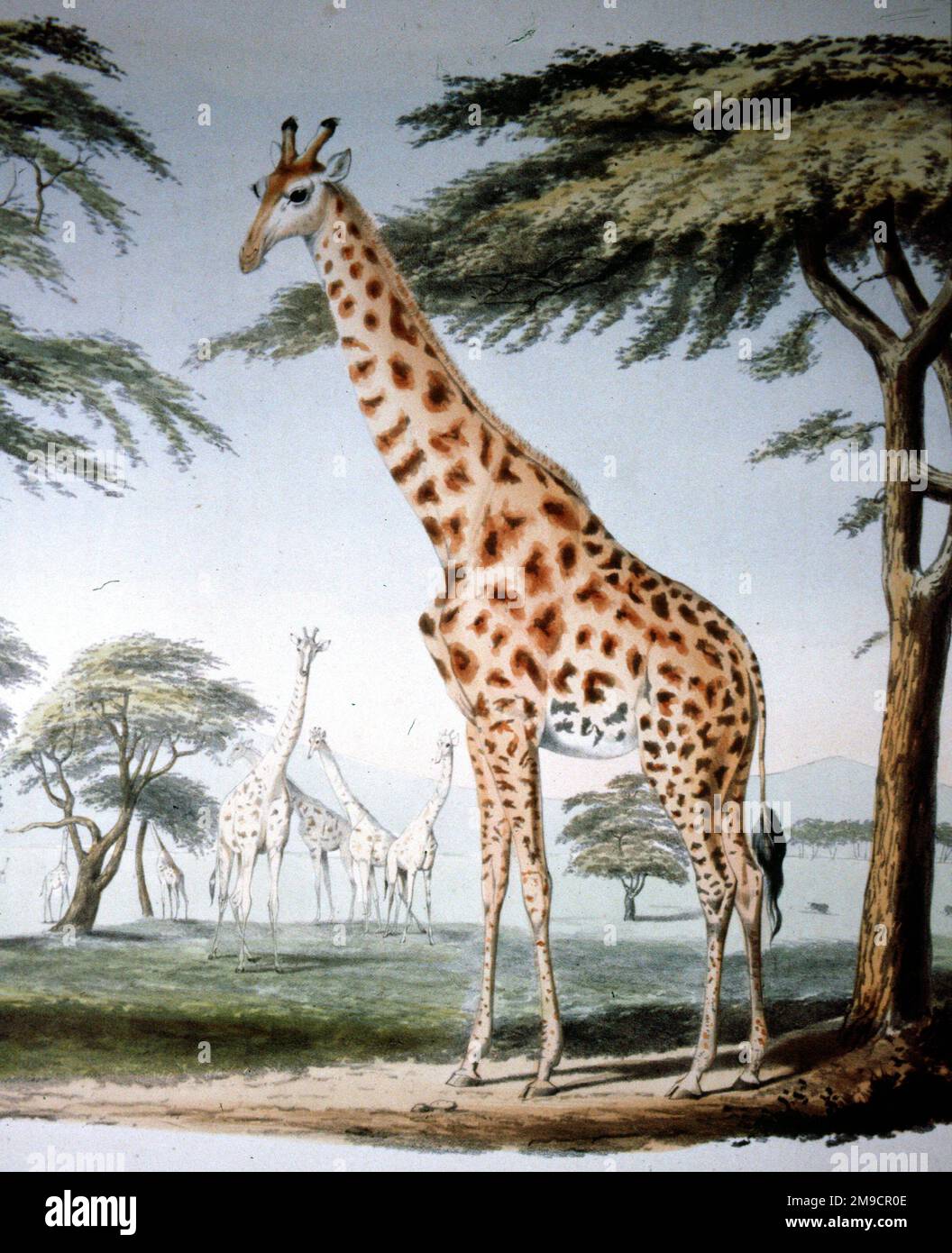 Lithograph giraffe hi-res stock photography and images - Alamy
