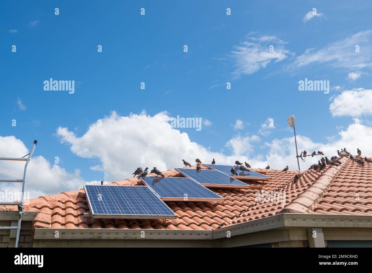 Solar panels on the roof of a house covered with pigeon droppings and roosting pigeons Stock Photo